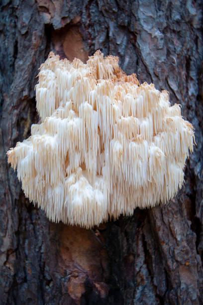 Lion's Mane